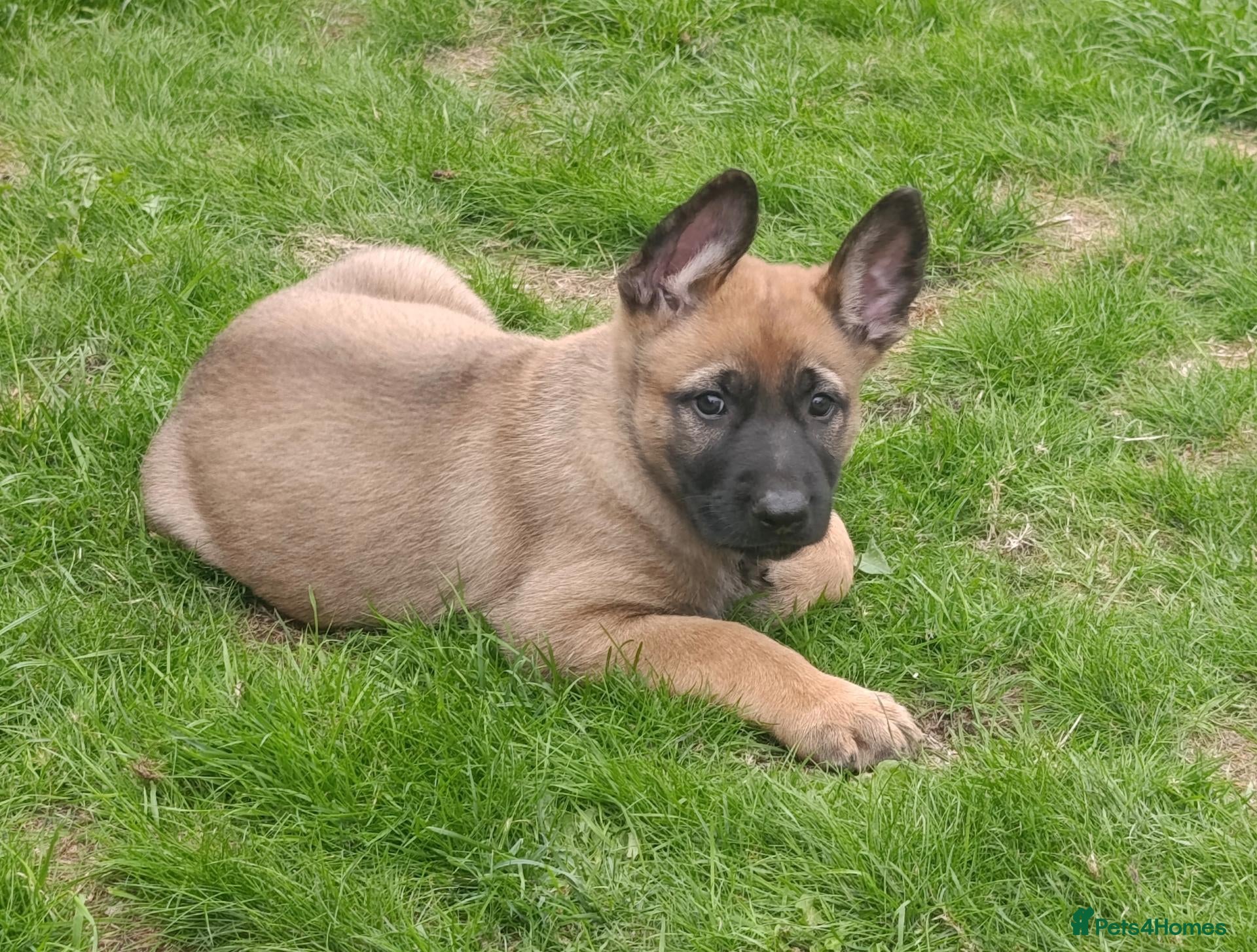 Mixed Breed dogs German Shepherd x Belgium Malinois Puppies  - Advert 1