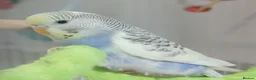 Budgerigars birds for sale: Outstanding pet baby budgies priced from £40 - Advert 21