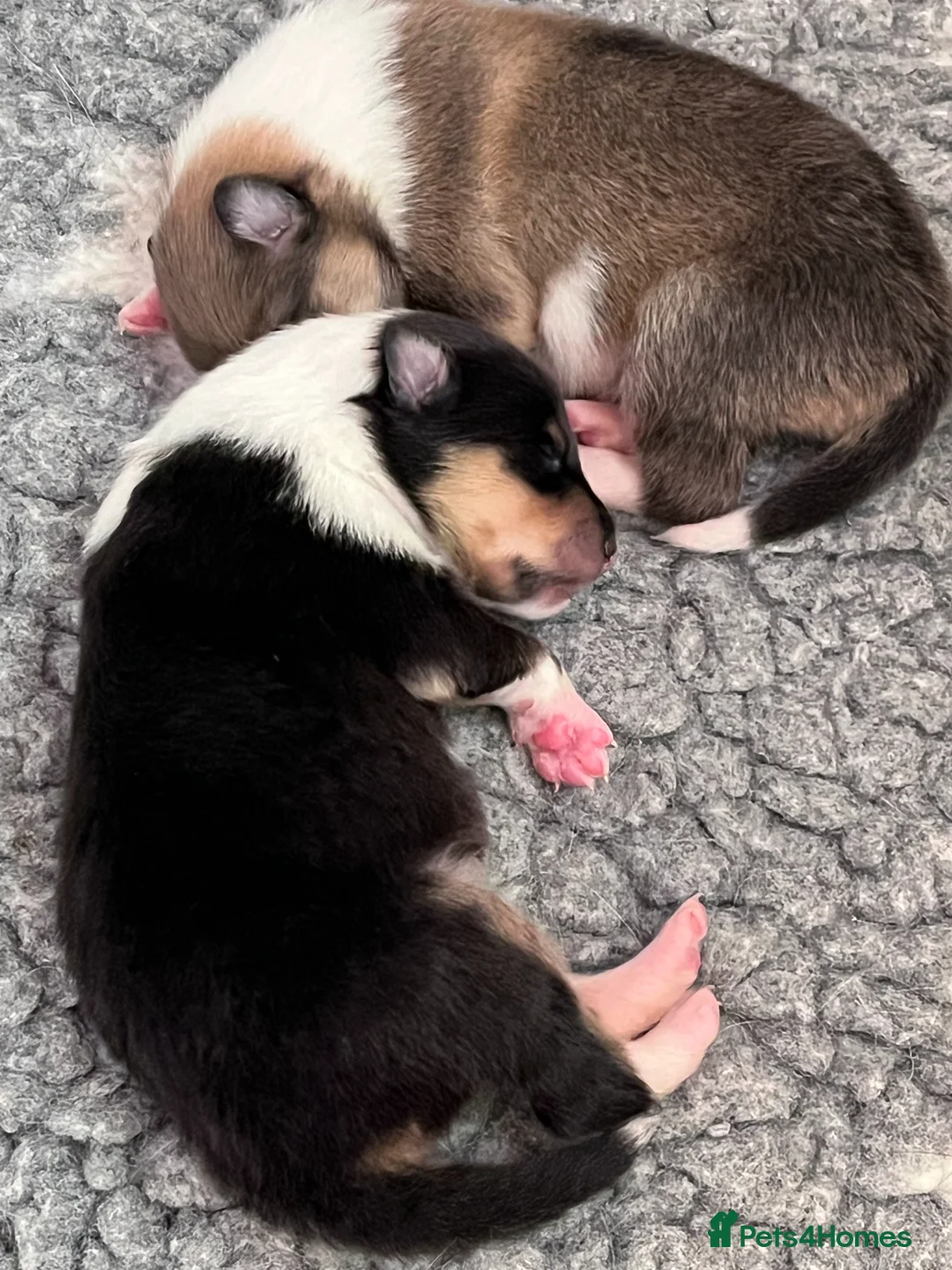 Rough Collie dogs for sale: Clear Non-carriers DM-CEA-MDR1-PRA. 0% inbreeding. - Advert 2