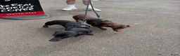 Dachshund dogs for sale: 2 lovely dachshunds - Advert 5