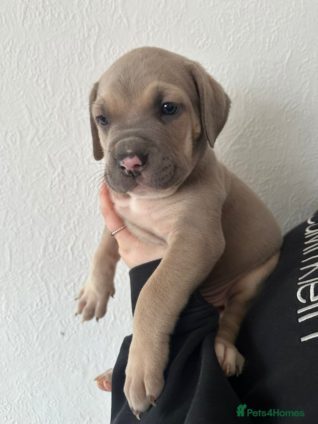 Mixed Breed dogs for sale: Cane corso x alpha blue bulldog puppies  - Advert 3