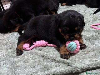 Rottweiler dogs Top Quality KC Health Tested Rottweiler Puppies - Advert 5