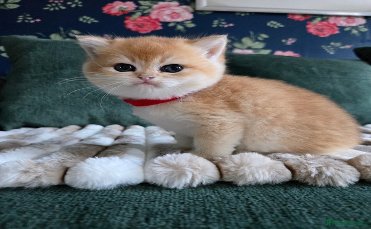 British Shorthair cats in Peterborough - Advert 14