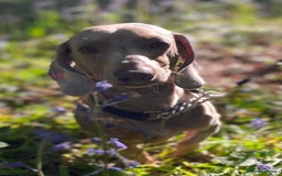 Miniature Dachshund dogs for sale: 🥰 Stunning Miniature Dachshunds 🥰 - Advert 16