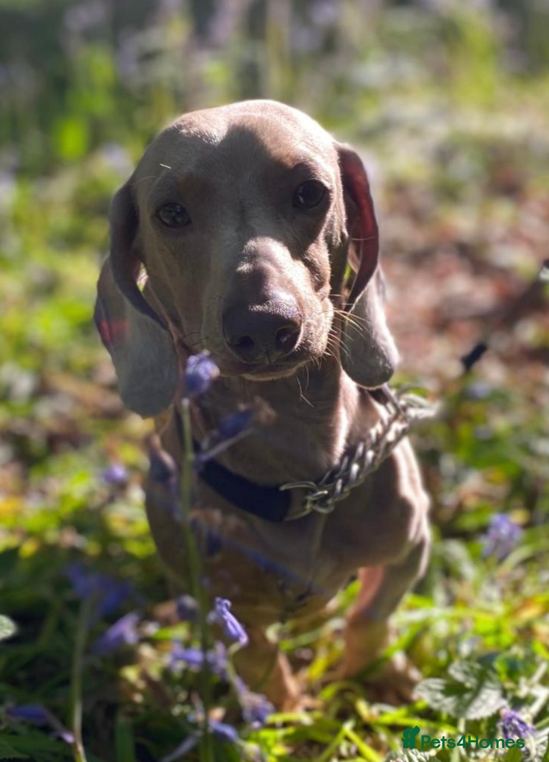 Miniature Dachshund dogs for sale: 🥰 Stunning Miniature Dachshunds 🥰 - Advert 16