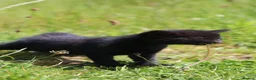 Mixed Breed cats for sale: Playful kittens  - Advert 13