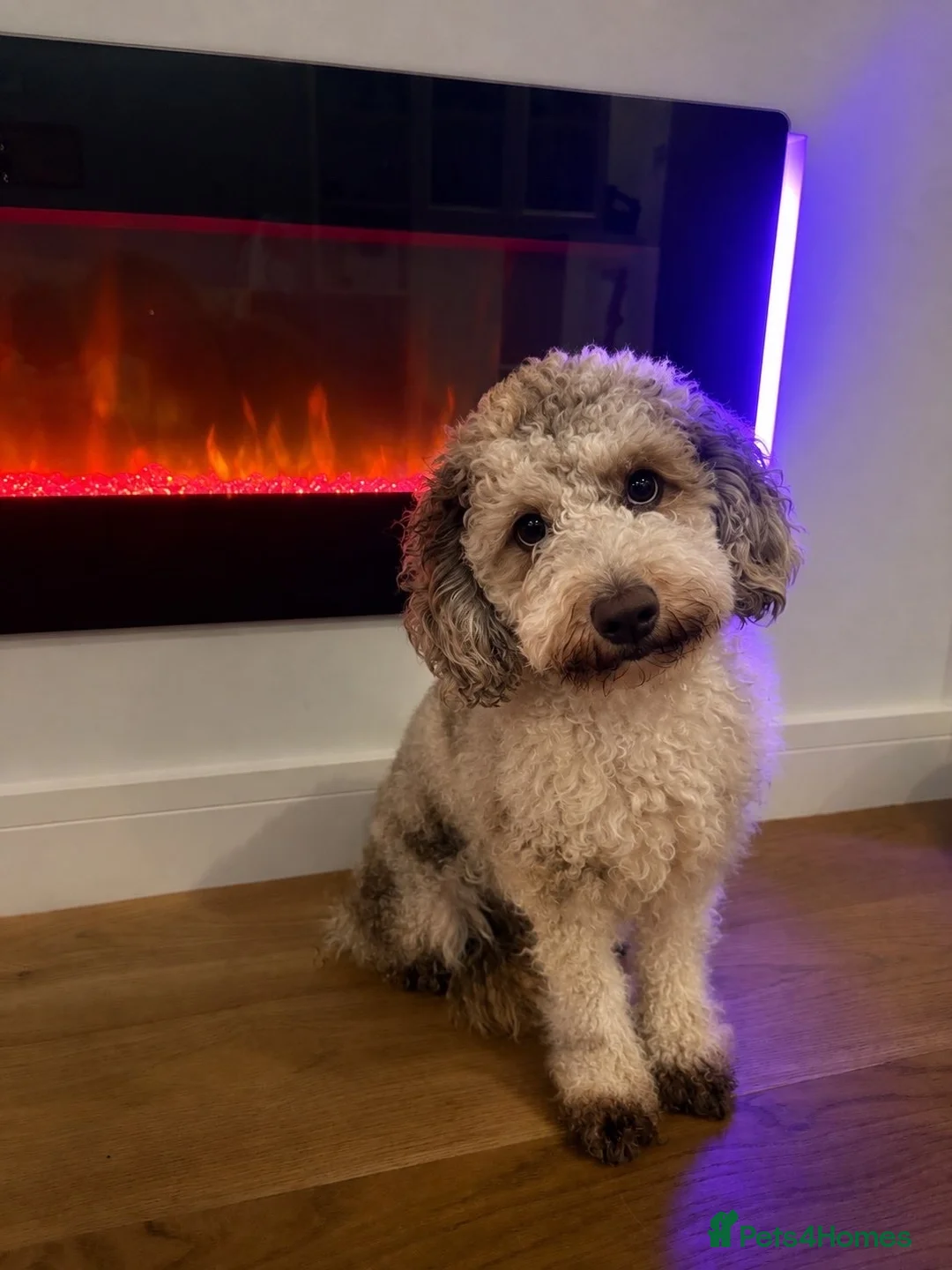Miniature Poodle dogs for stud: Ralph-Chocolate Merle miniature poodle stud  - Advert 2