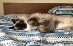 Ragdoll cats for sale: Two adorable ragdolls ready for new home  - Image 17