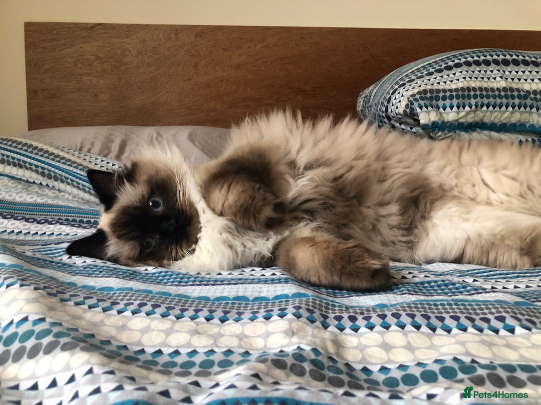 Ragdoll cats for sale: Two adorable ragdolls ready for new home  - Image 17