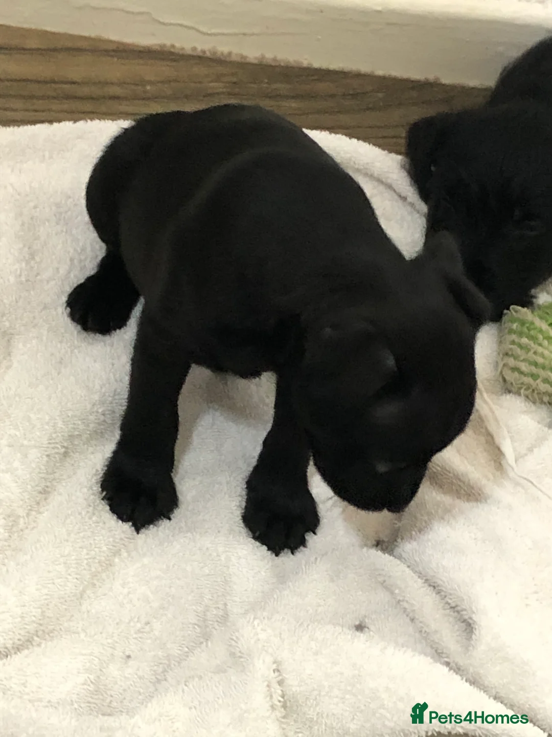 Patterdale Terrier dogs for sale: Patterdale puppies  in Burnley - Advert 7