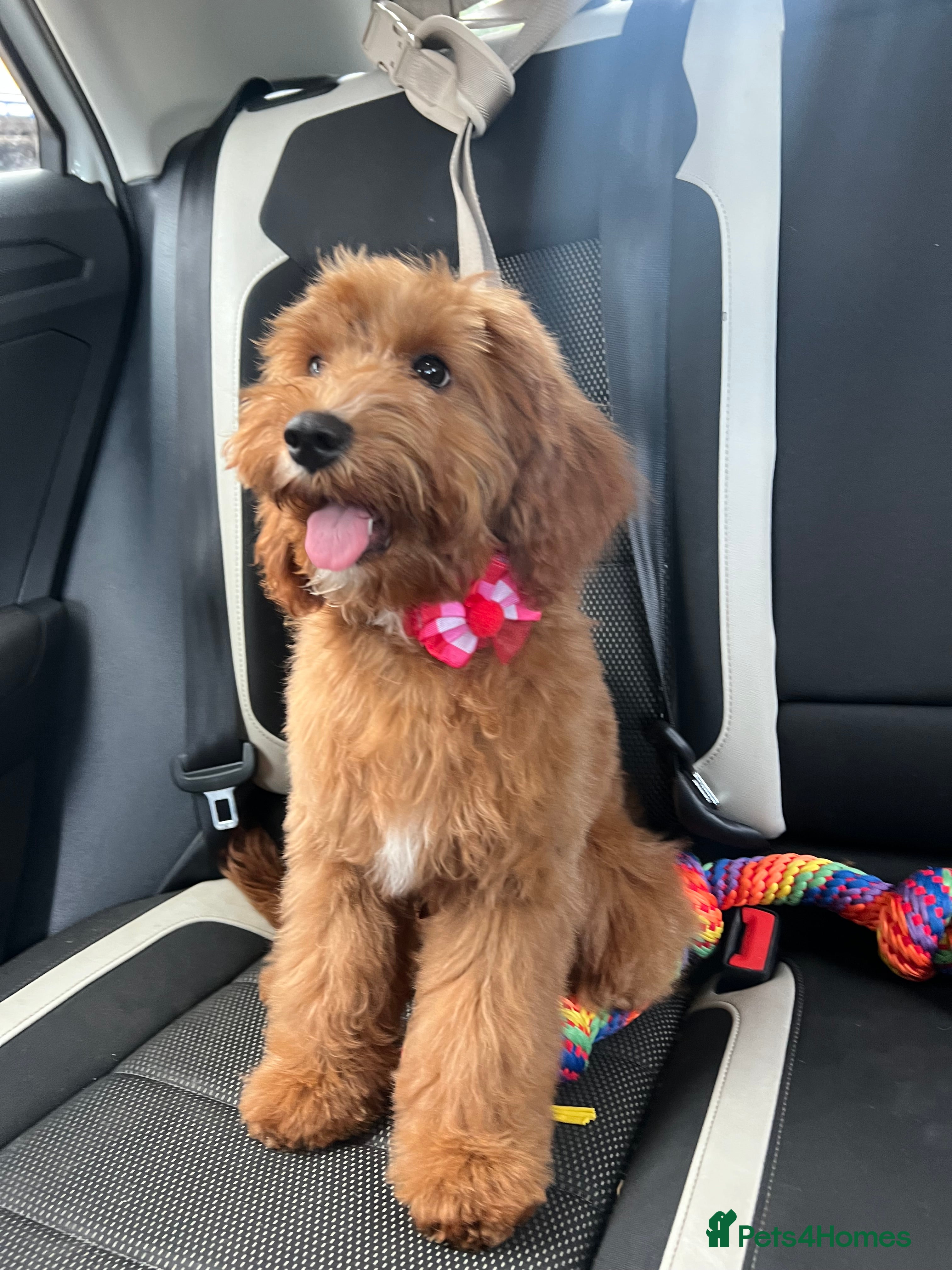 Cavapoo dogs Kenzo - Advert 5