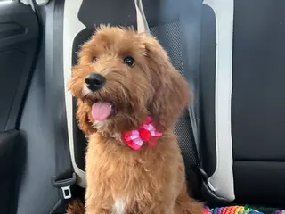 Cavapoo dogs Kenzo - Advert 5