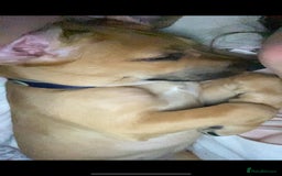 Mixed Breed dogs for sale: Lovely female young puppy beagle xbreed - Image 3