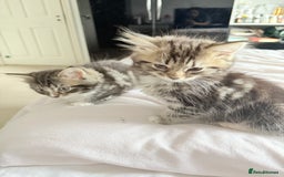 Ragdoll cats for sale: Ragdoll and Russian blue mix  - Image 11