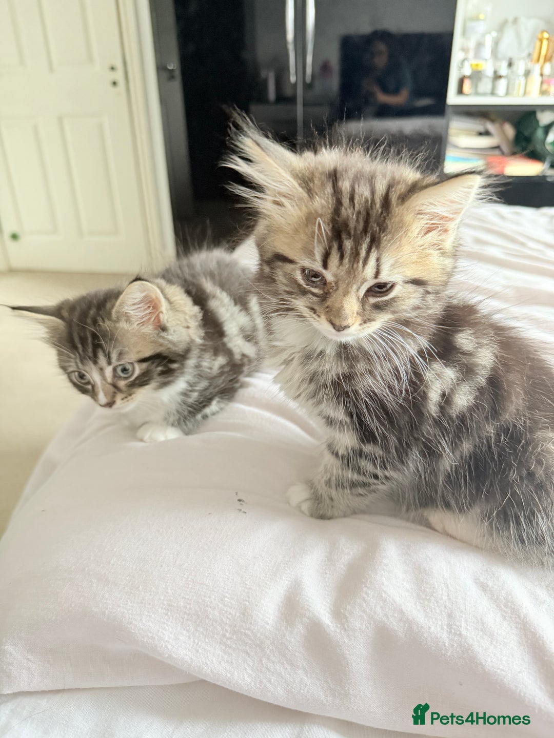 Ragdoll cats for sale: Ragdoll and Russian blue mix  - Image 11