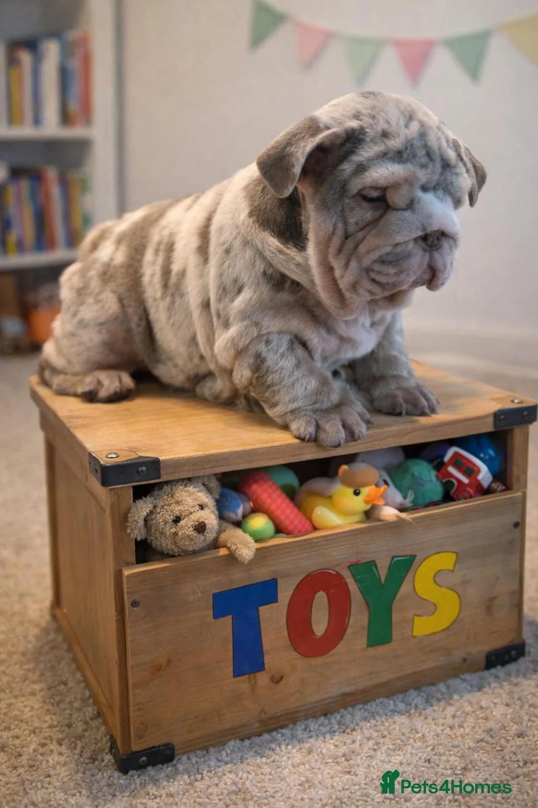 English Bulldog dogs for sale: Kc reg Bulldog babies  - Advert 39