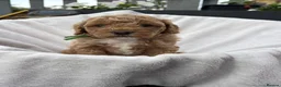 Cavapoo dogs for sale: Cavapoo - Advert 14