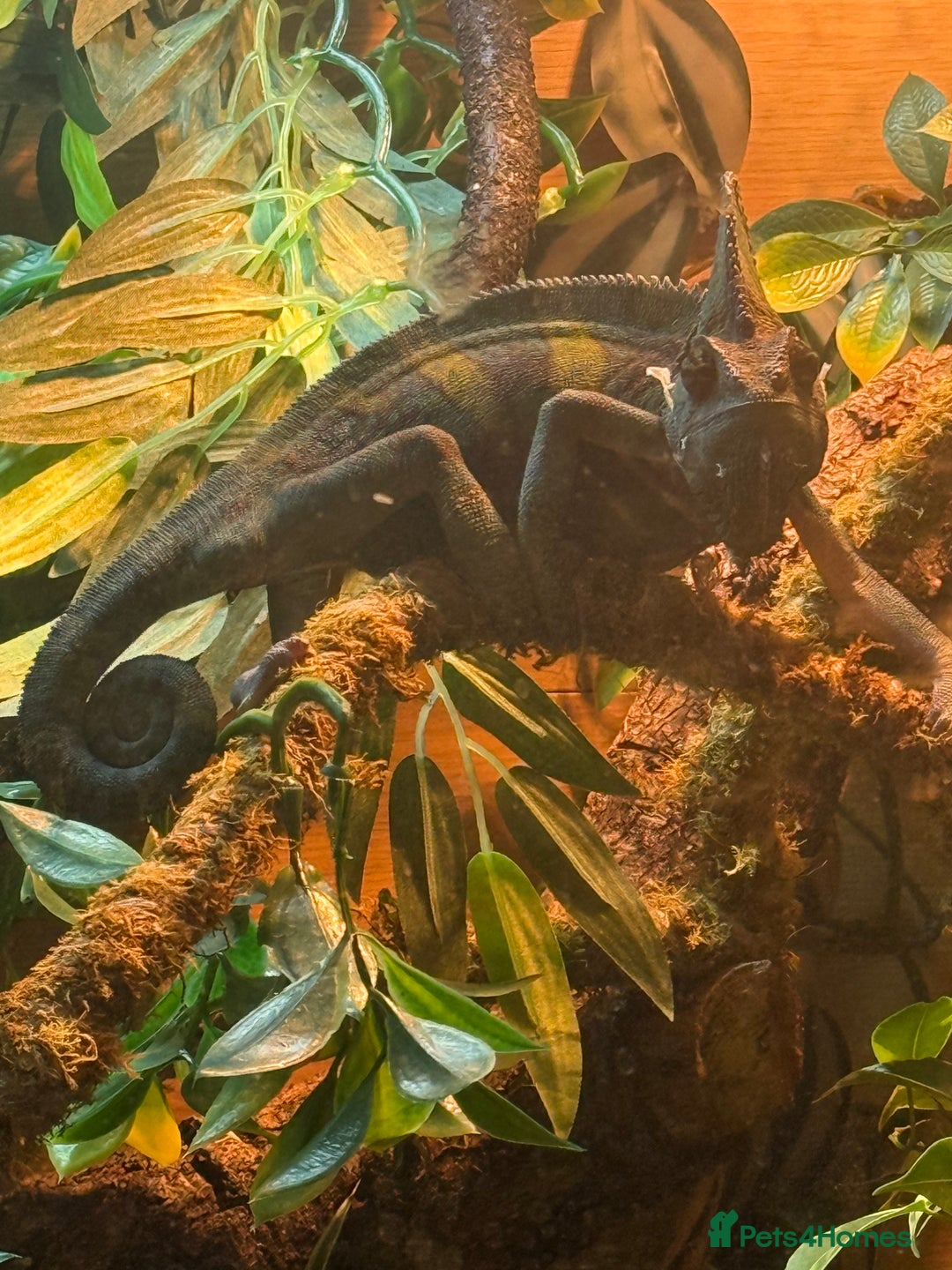 Chameleon reptiles for sale: Yemen chameleon plus vivarium and full set up  - Advert 2