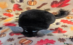 Chinchilla rodents for sale: Black pearl Carriers - Image 21