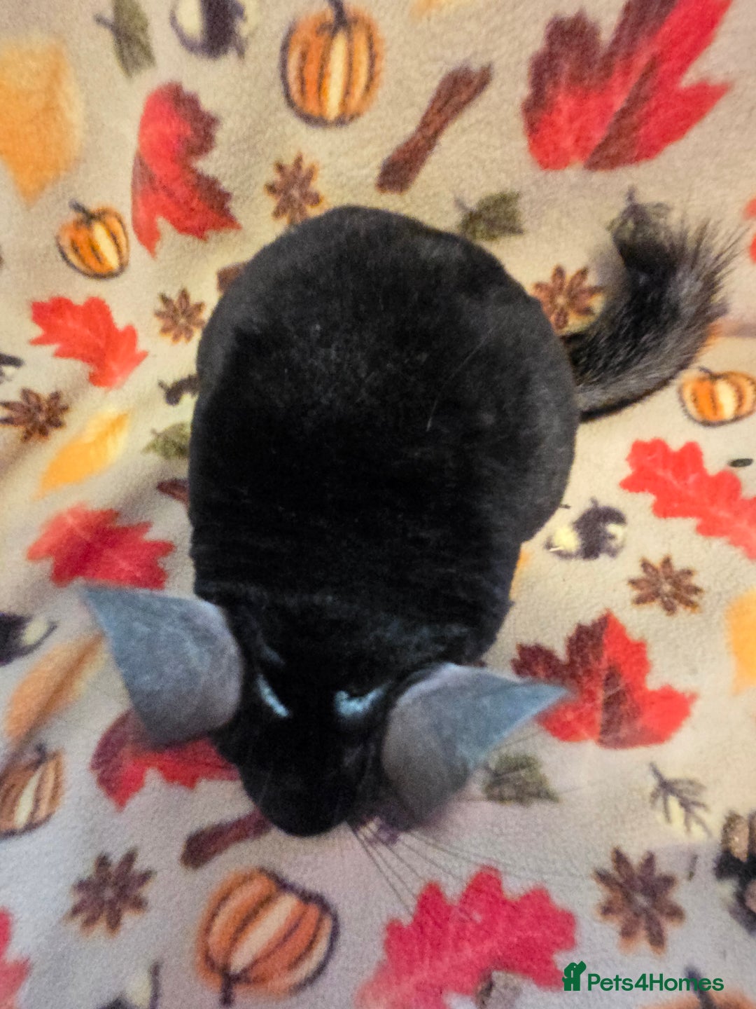 Chinchilla rodents for sale: Black pearl Carriers - Image 21