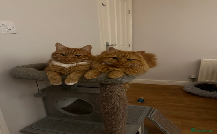 Domestic Shorthair cats - Advert 1