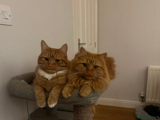 Domestic Shorthair cats 2 Beautiful ginger cats must stay together. - Advert 6