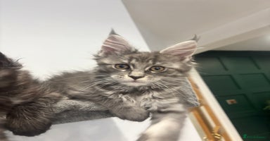 Maine Coon cats  TICA Maine Coon Kittens Ready Dec!  🎁  - Advert 5