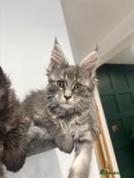 Maine Coon cats TICA Maine Coon Kittens Ready Dec! 🎁 - Advert 5