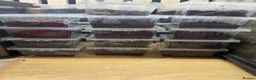 Scorpions invertebrates for sale: Aisan forest scorpion babys in Wigan - Advert 4