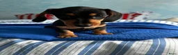 Dachshund dogs for sale: Miniature Dachshund Puppies Read Soon  - Advert 10