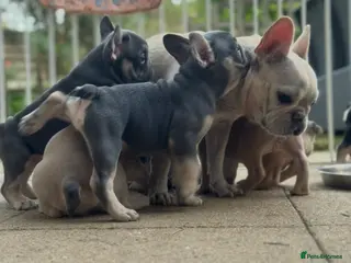 French Bulldog dogs TODAY LOW PRICE 2 PUPPIES KCREG HEALTH CLEAR FRENC - Advert 6