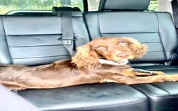 Cocker Spaniel dogs for sale: Cocker Spaniel Puppies  - Image 13
