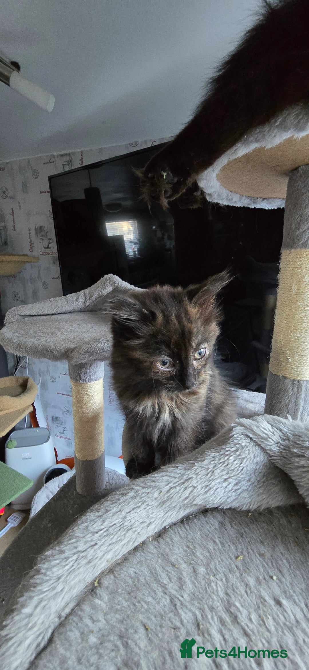 Scottish Fold cats for sale: Scottish fold kittens with straight ears - Advert 17