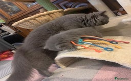 British Longhair cats for sale: British Long/Short Hair Adorable Kittens - Advert 2