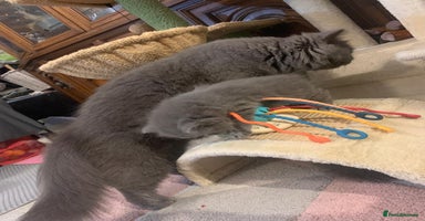 British Longhair cats British Long/Short Hair Adorable Kittens - Advert 5