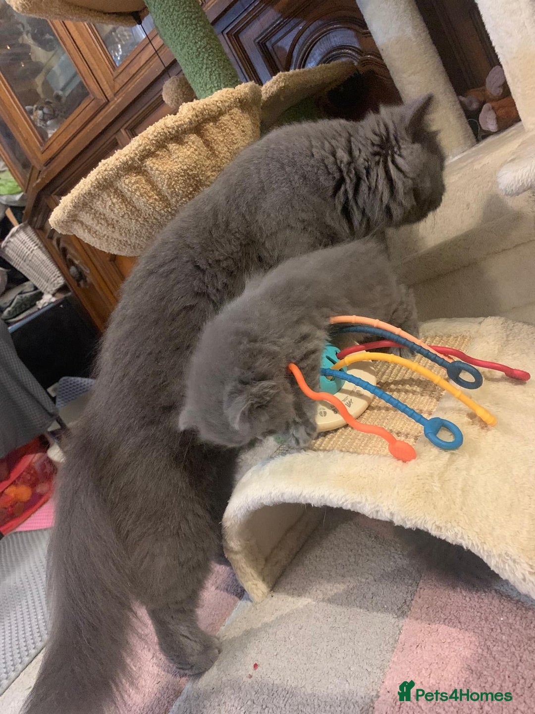 British Longhair cats for sale: British Long/Short Hair Adorable Kittens - Advert 2