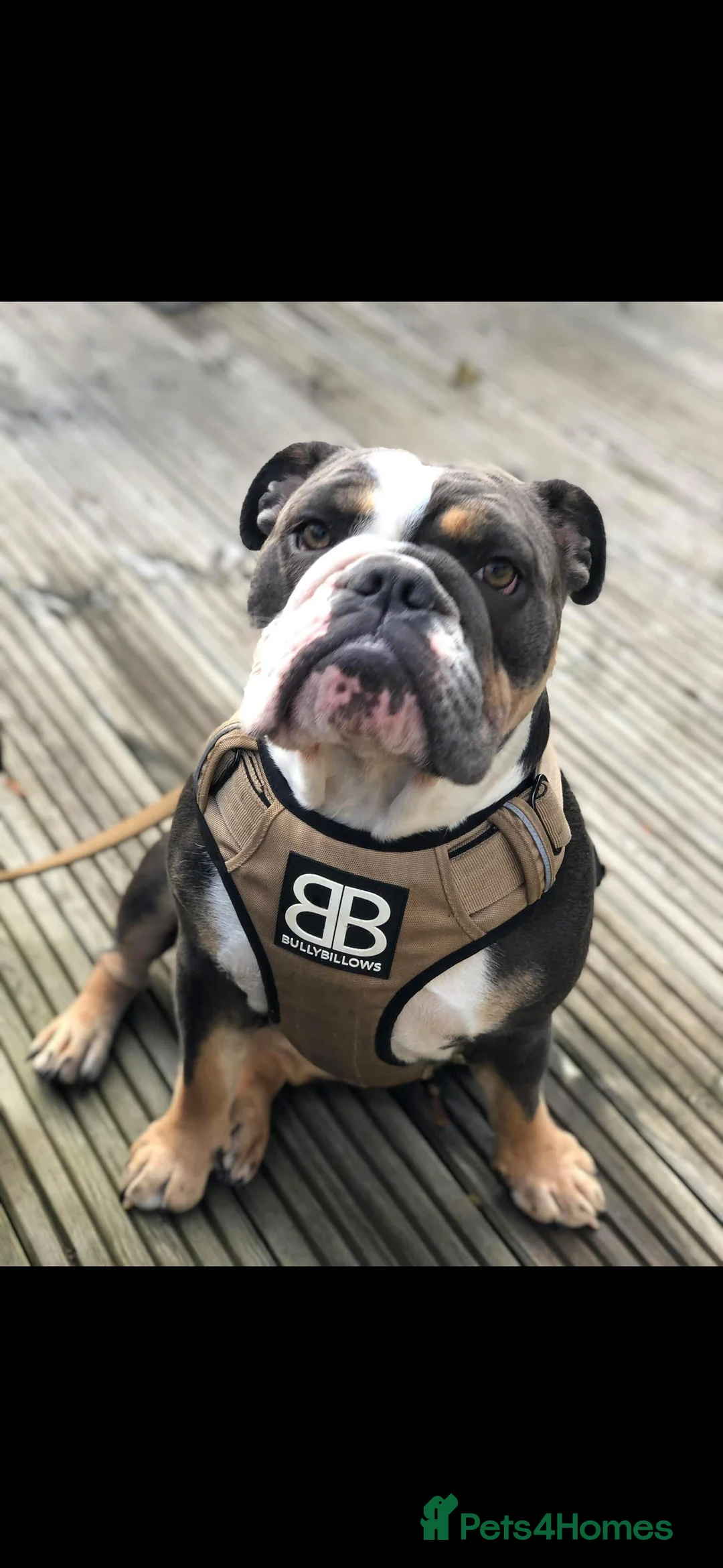 English Bulldog dogs for sale: Ralph  - Advert 8