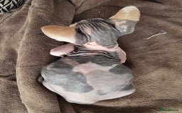 Sphynx cats for sale: 🩷 Sphynx Kitten – Female   - Image 2