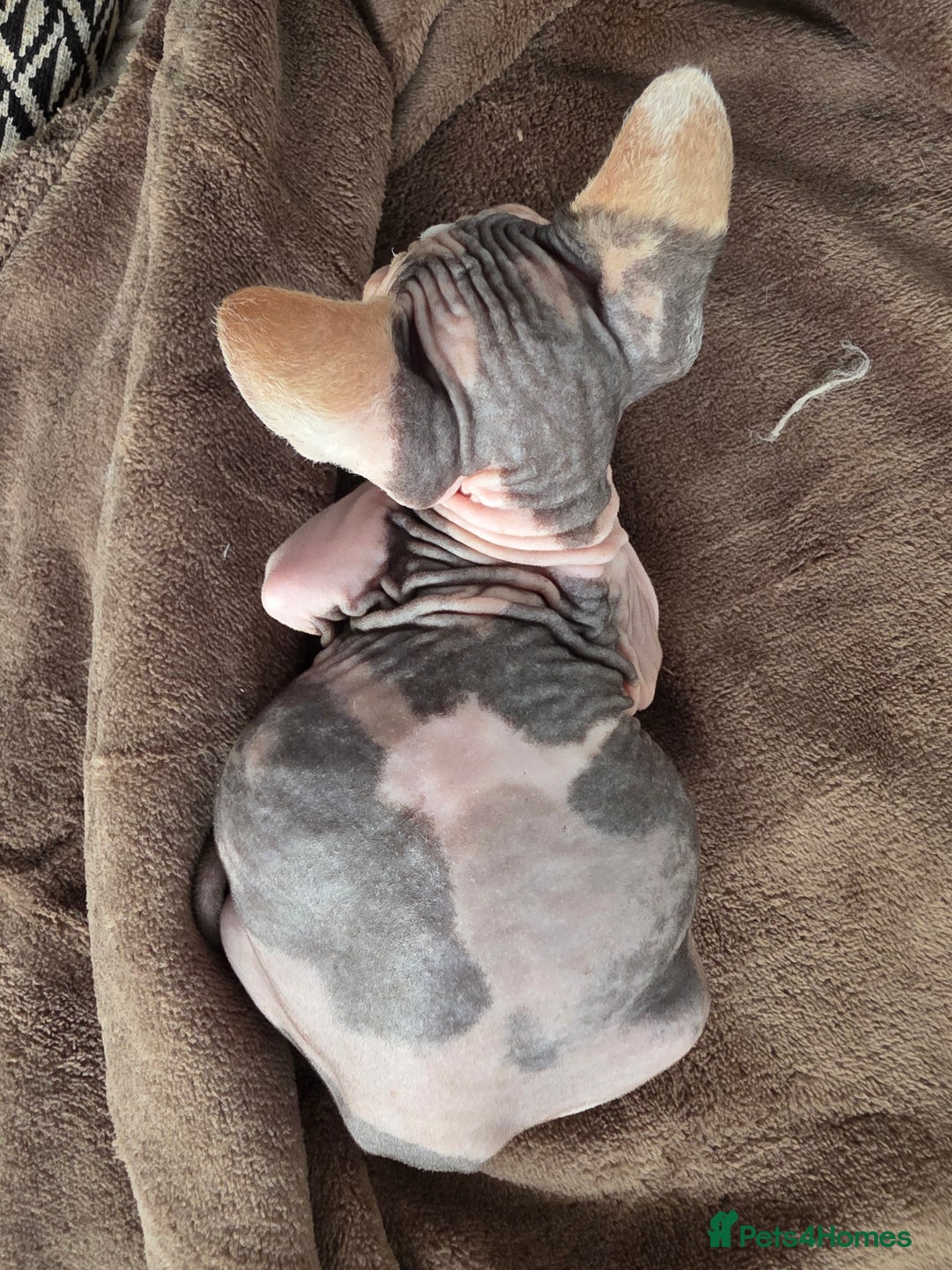 Sphynx cats for sale: 🩷 Sphynx Kitten – Female   - Image 2