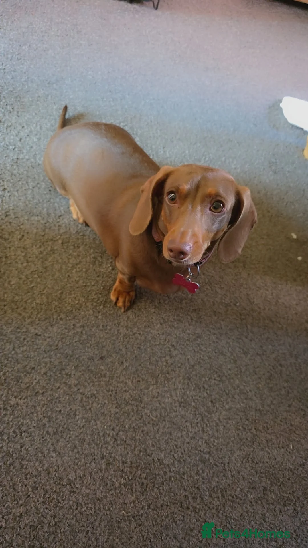 Mixed Breed dogs for sale: Dachshund cross spaniel puppies  - Advert 2