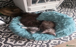 Maine Coon cats for sale: Xl Maine coon kittens  - Image 10