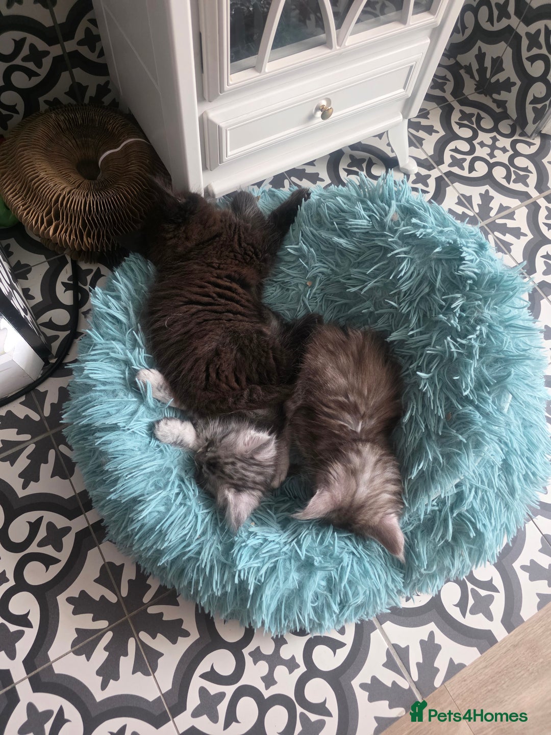 Maine Coon cats for sale: Xl Maine coon kittens  - Image 10