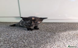 Mixed Breed cats for sale: 7 Adorable Tabby, Black, and Tortishell Kittens. - Image 4