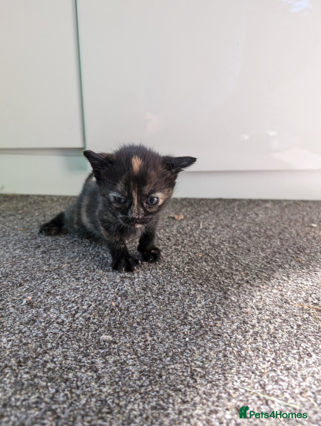 Mixed Breed cats for sale: 7 Adorable Tabby, Black, and Tortishell Kittens. - Image 4