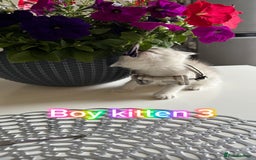 Scottish Fold cats for sale: 4 Scottish Straight Boys  - Image 13