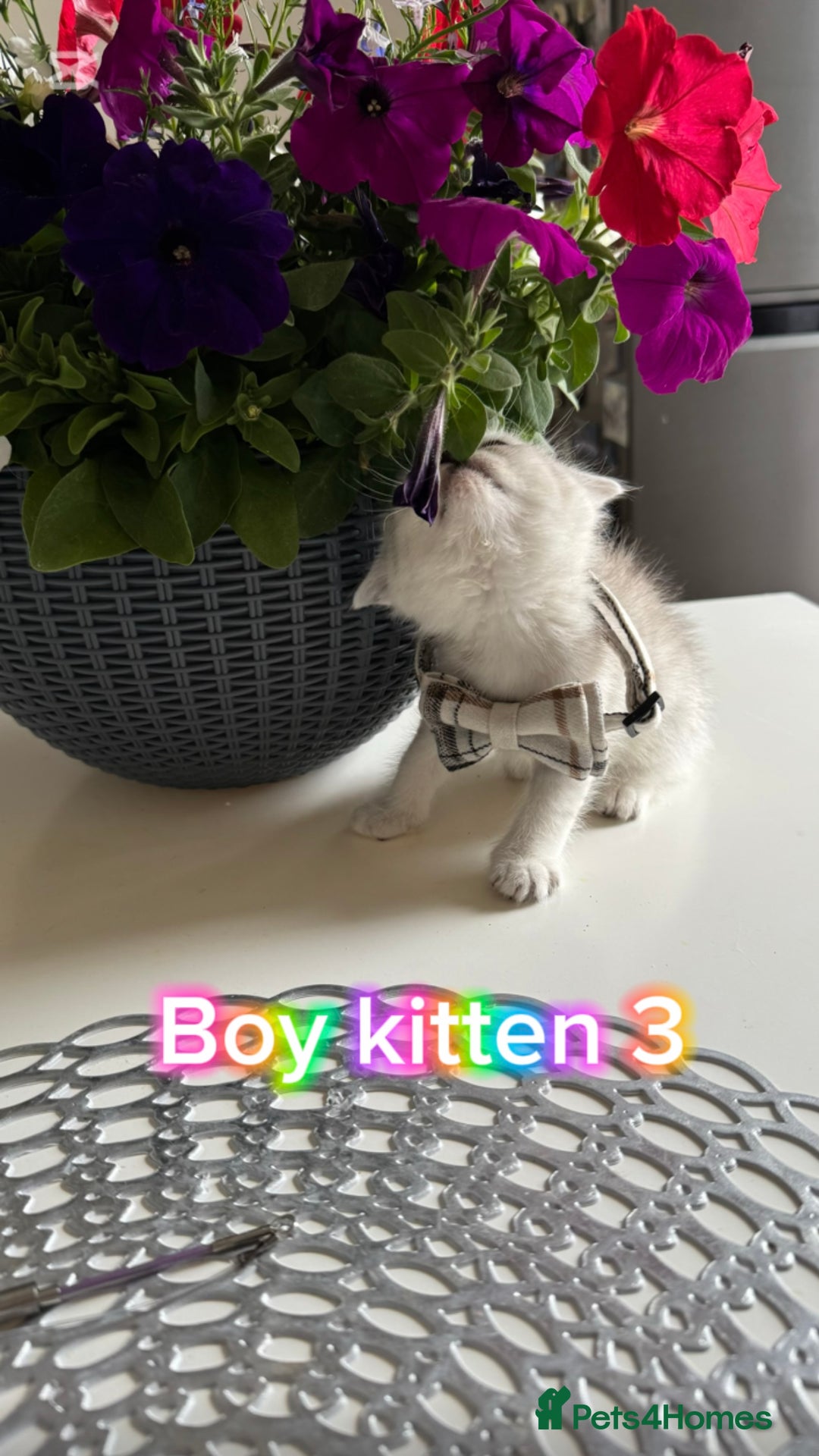 Scottish Fold cats for sale: 4 Scottish Straight Boys  - Image 13