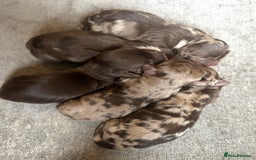 Cockapoo dogs for sale: Beautiful cockapoos looking for forever homes - Image 13