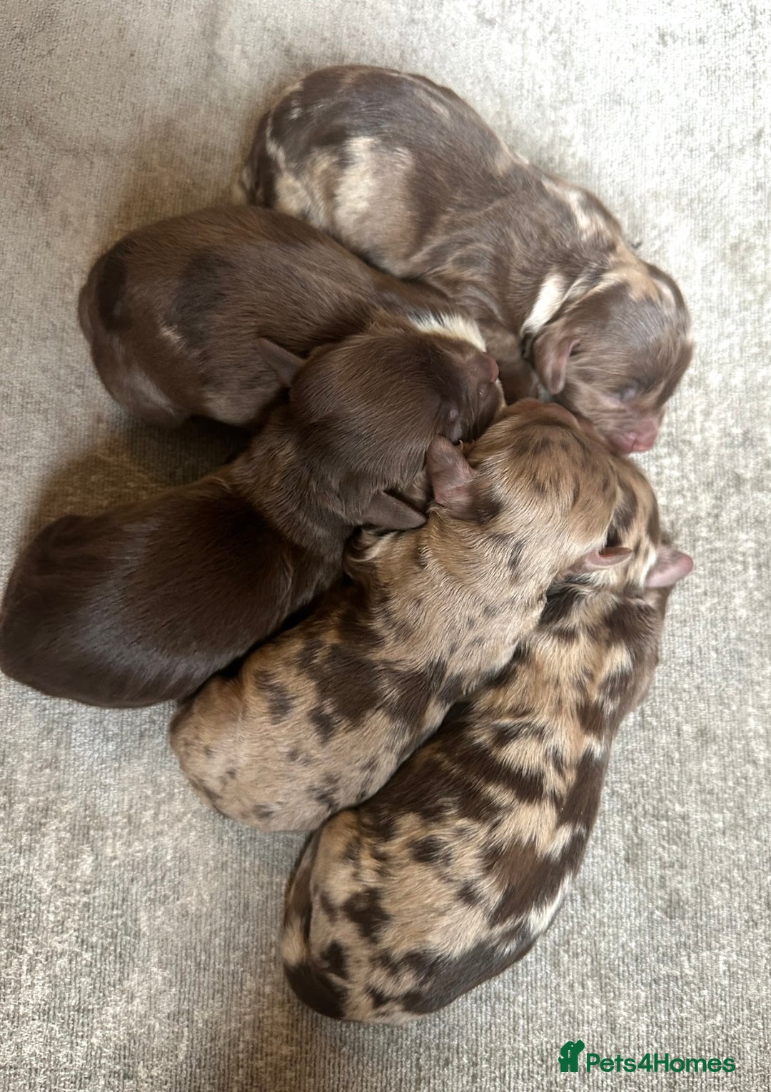 Cockapoo dogs for sale: Beautiful cockapoos looking for forever homes - Image 13