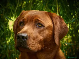 Labrador Retriever dogs Waiting list for February 24th fox red labs - Advert 6