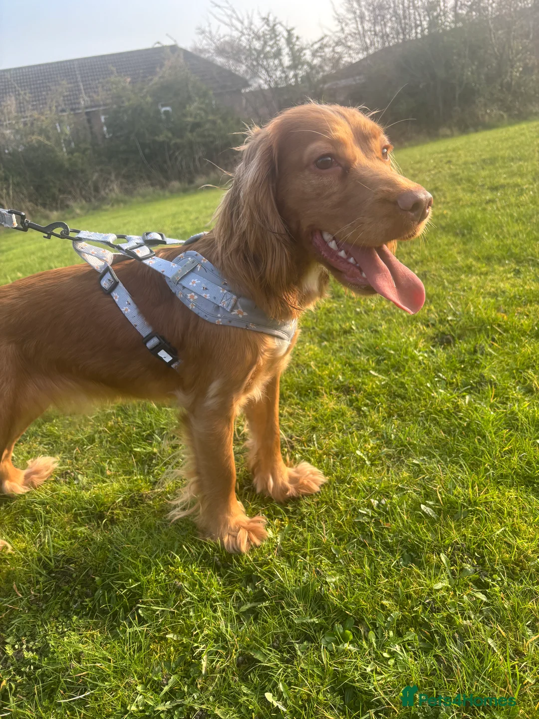 Cocker Spaniel dogs for sale: 9 month female cocker spaniel  - Advert 4